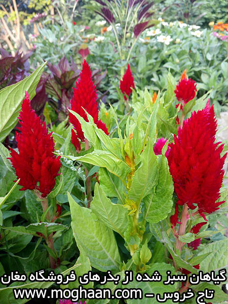 گل تاج خروس