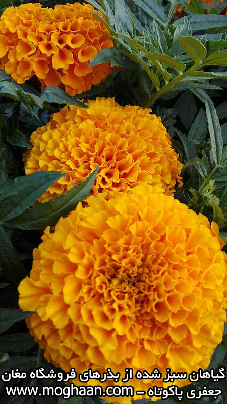 گل جعفری پاکوتاه