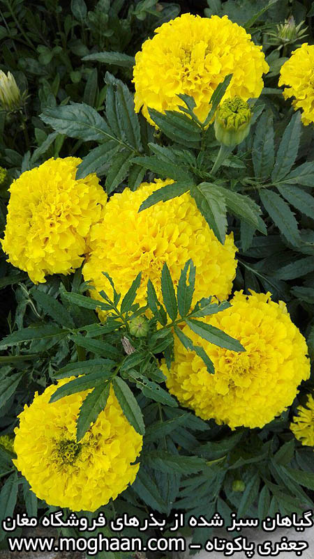 گل جعفری پاکوتاه