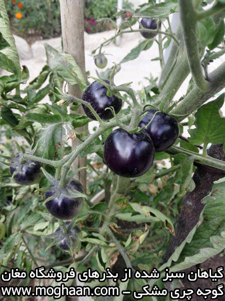 گوجه چری مشکی