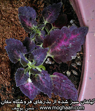 گل حسن یوسف