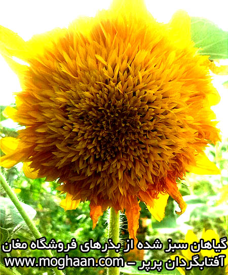 گل آفتابگردان پرپر