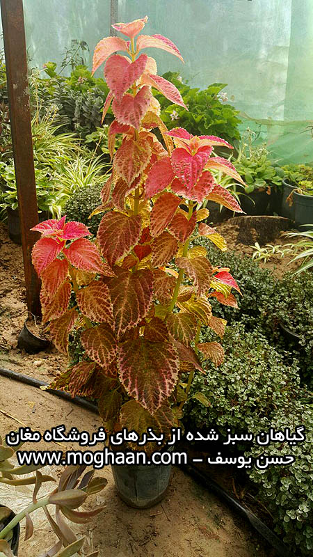 گل حسن یوسف