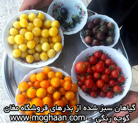 گوجه چری رنگی