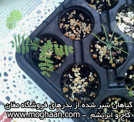 درخت کاج و ابریشم