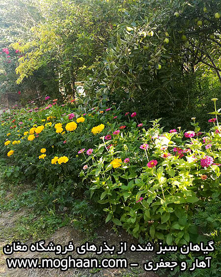 گل آهار و جعفری