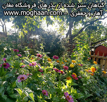 گل آهار و جعفری