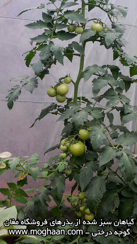 گوجه درختی