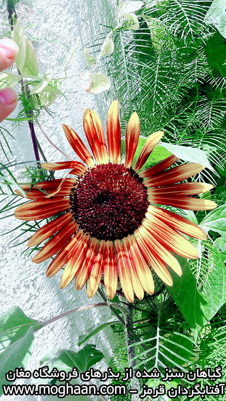 گل آفتابگردان قرمز