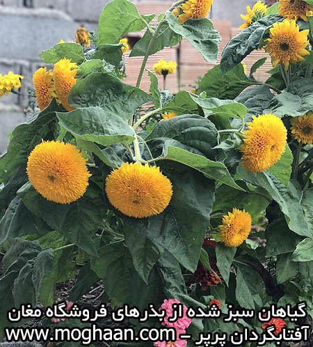 گل آفتابگردان پرپر