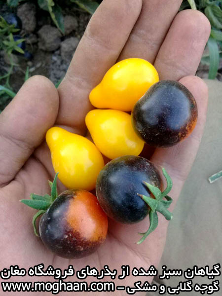 گوجه گلابی و سیاه