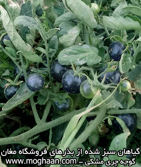 گوجه چری سیاه
