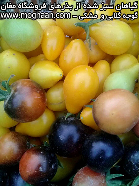 گوجه گلابی و مشکی