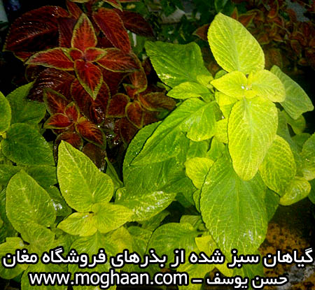 گل حسن یوسف