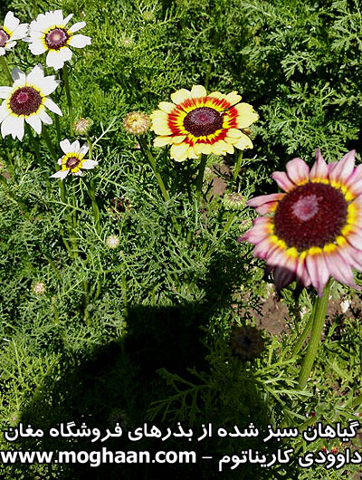 گل داوودی کاریناتوم