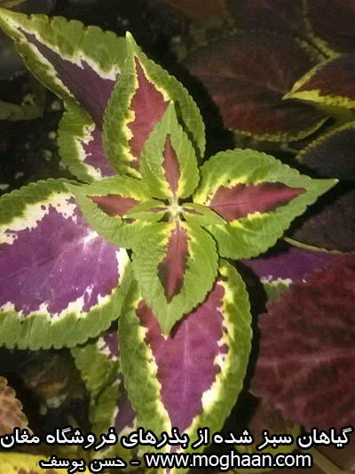 گل حسن یوسف