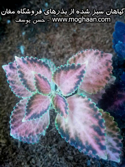 گل حسن یوسف