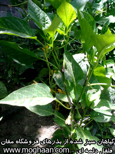 فلفل دلمه ای