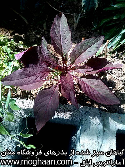 گل آمارانتوس