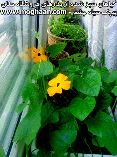 پیچک سیاه چشم