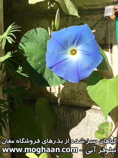 گل نیلوفر آبی