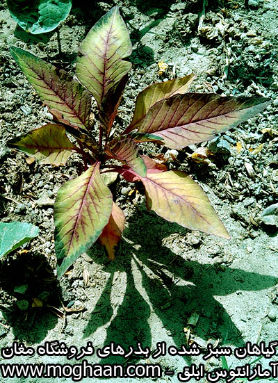 گل آمارانتوس ابلق