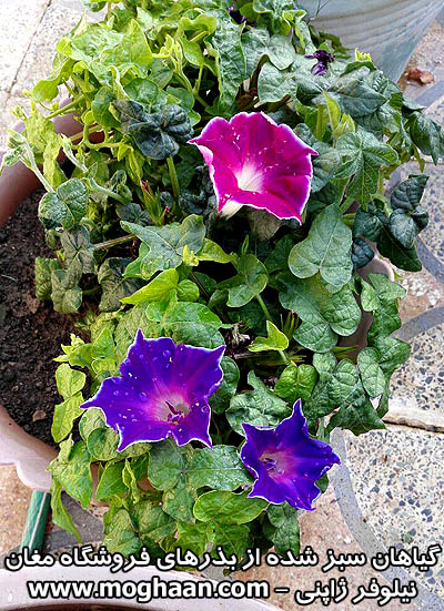 گل نیلوفر ژاپنی