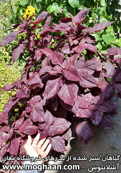 گل آشلانتوس