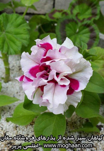 گل اطلسی پرپر