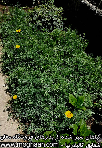 گل شقایق کالیفرنیا