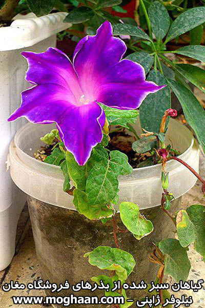 گل نیلوفر ژاپنی