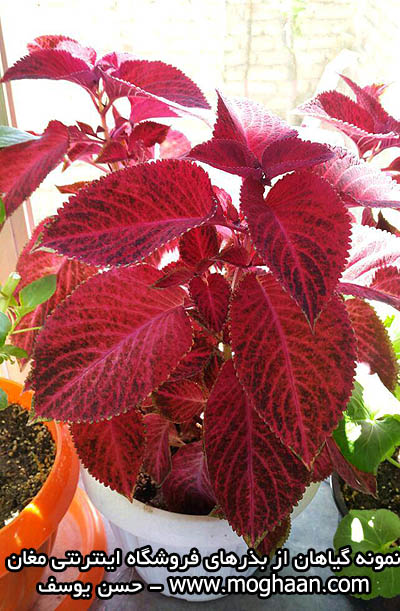 گل حسن یوسف