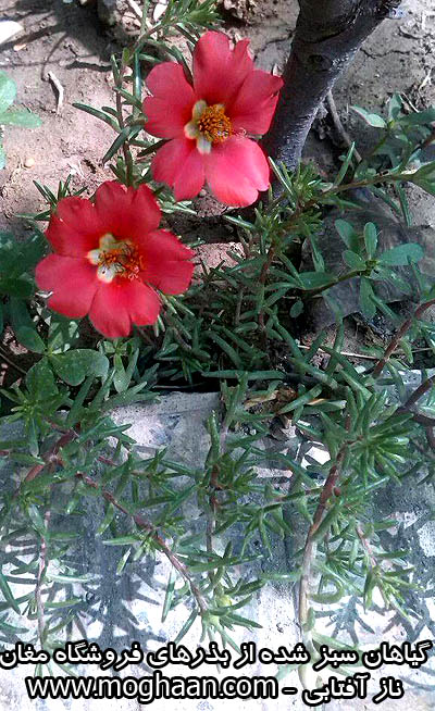 گل ناز آفتابی